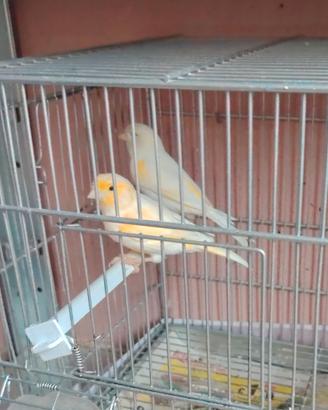 Canarini
