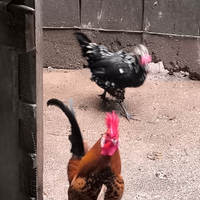 Gallo e gallina
