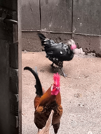 Gallo e gallina