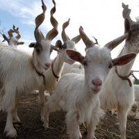 Capre girgentane alta genealogia