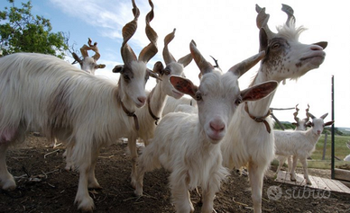 Capre girgentane alta genealogia