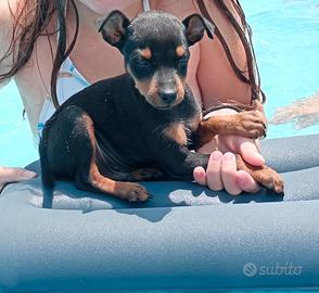 Cuccioli pincher nero e marrone