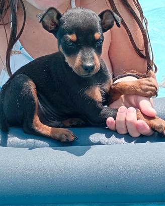Cuccioli pincher nero e marrone