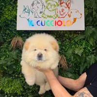 Cuccioli di chow chow maschi femmine crema