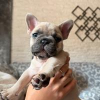 Cuccioli bullgod francese