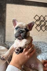 Cuccioli bullgod francese