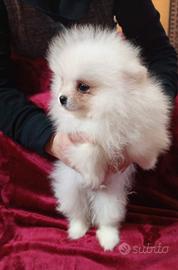 Spitz Pomenadia pedigree Enci