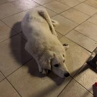 Cucciolo di 4 mesi abbandonato