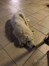 Cucciolo di 4 mesi abbandonato