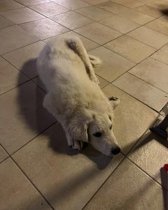 Cucciolo di 4 mesi abbandonato