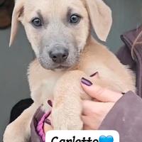 Mix cuccioli miele e panna