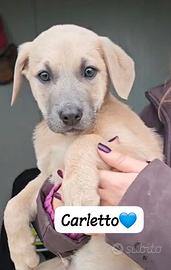 Mix cuccioli miele e panna