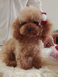 Barboncina femminuccia mini toy