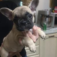 Bulldog francese