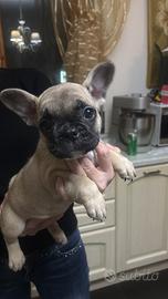 Bulldog francese
