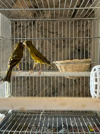 Coppia canarini spagnoli