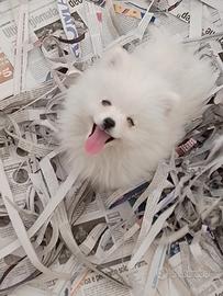 Spitz pomerania toy linea Americana