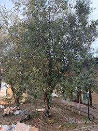 Alberi di ulivo