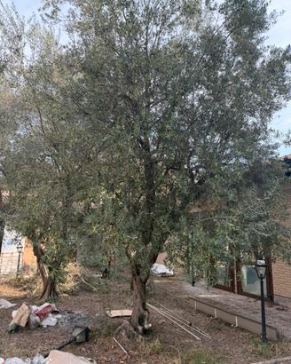 Alberi di ulivo