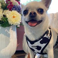 Chihuahua maschio per accoppiamento