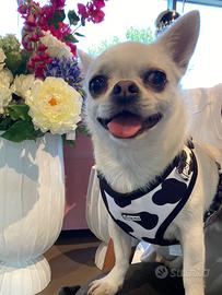 Chihuahua maschio per accoppiamento