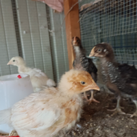 Pulcinotti ovaiole e robuste