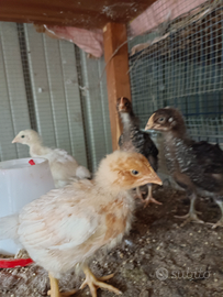 Pulcinotti ovaiole e robuste