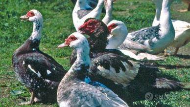 Anatre mute francese