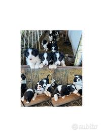 Cuccioli border collie