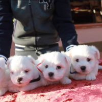 Cuccioli di Coton de tulear