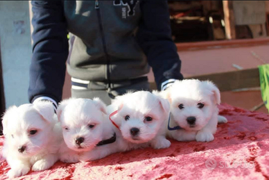Cuccioli di Coton de tulear