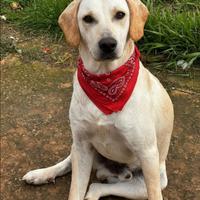 Cucciolone maschio meticcio labrador