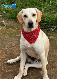 Cucciolone maschio meticcio labrador