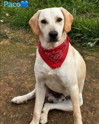 Cucciolone maschio meticcio labrador