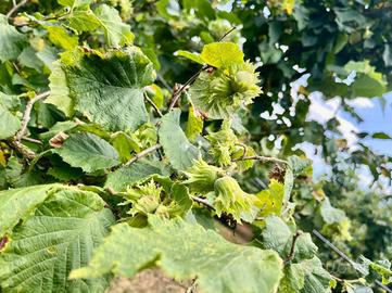 TER. AGRICOLO A SORIANO NEL CIMINO