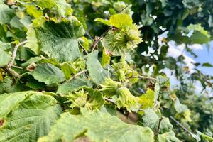 TER. AGRICOLO A SORIANO NEL CIMINO