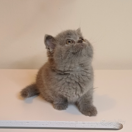 Scottish Straight e Fold