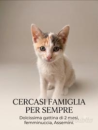 Cuccioli di gattini 2 mesi in adozione