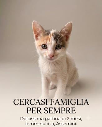 Cuccioli di gattini 2 mesi in adozione