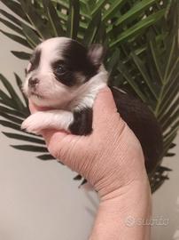 Cuccioli chihuahua