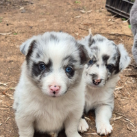 Border collie
