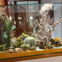 Acquario con piante grasse stabilizzate