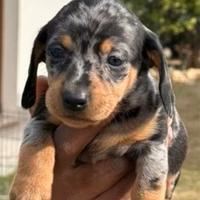 Cuccioli di bassotto Nano maschio