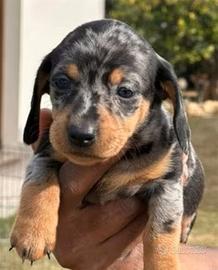 Cuccioli di bassotto Nano maschio