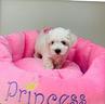 maltese-bianco
