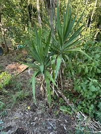 Yucca