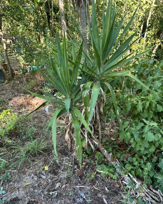 Yucca