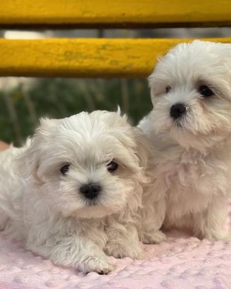 Cuccioli maltesi, mini mini