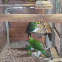 Kakariki