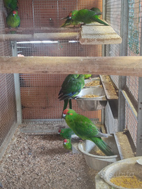 Kakariki
